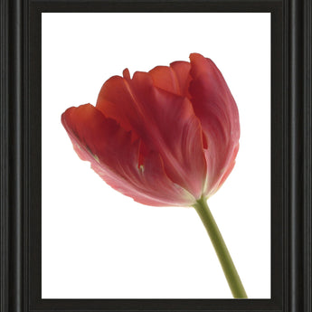 Red Tulip By Art Photo Pro - Framed Print Wall Art - Red