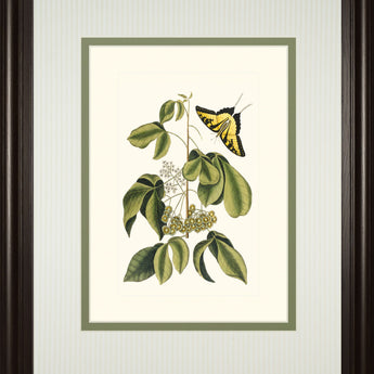 Papilio Antilochus By Marc Catesby - Framed Print Wall Art - Green