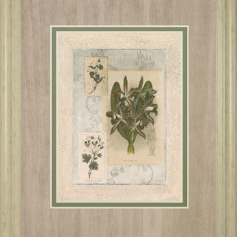 Histoire Du Orchid VII By Carney - Framed Print Wall Art - Green
