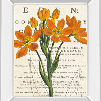Eurphoria Botany By Sue Schlabach - Mirror Framed Print Wall Art - Orange