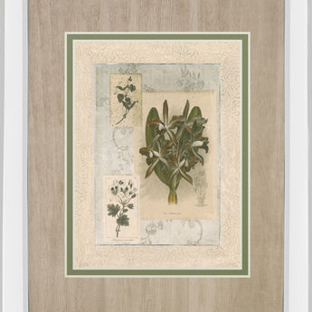 Histoire Du Orchid VII By Carney - Mirror Framed Print Wall Art - Green