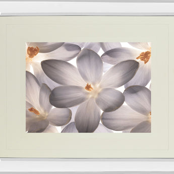 Petal Perfect By Assaf Frank - Mirror Framed Print Wall Art - Beige