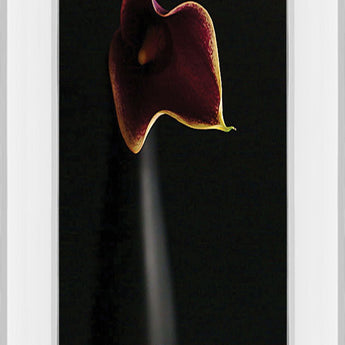 Calla In Ebony By Steven Mitchell - Mirror Framed Print Wall Art - Black