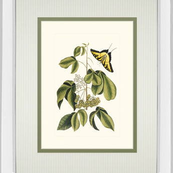 Papilio Antilochus By Marc Catesby - Mirror Framed Print Wall Art - Green