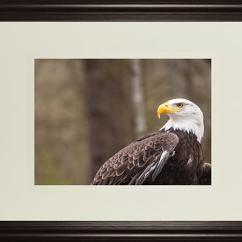 Majestic Eagle By Garytog Double Matted - Framed Print Wall Art - Light Brown