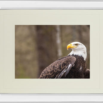 Majestic Eagle By Garytog Double Matted - Mirror Framed Wall Art - Red