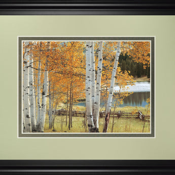 Birch Beauty By Mike Jones - Framed Print Wall Art - Light Brown