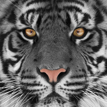 Floating Tempered Glass With Foil Tiger - Dark Gray