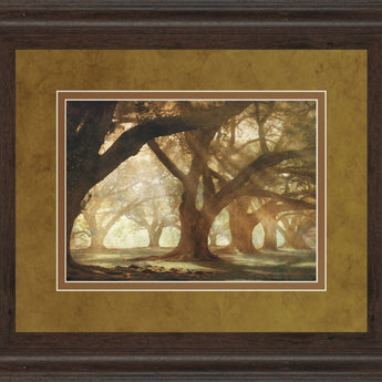 Oak Alley Morning Light By William Guion - Framed Print Wall Art - Light Brown