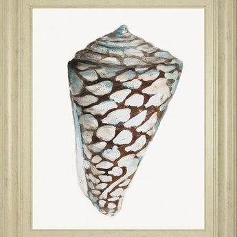 Modern Shell With Teal Il By Patricia Pinto - Framed Print Wall Art - White