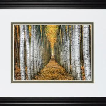 Tree Farm By Cahill - Framed Print Wall Art - Yellow