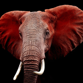 Tempered Glass Plus Foil Elephant - Red