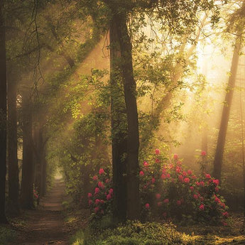 Fairytale Lane By Martin Podt Photography - Green