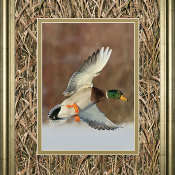 Flying Mallard By Steve Oehlenschlager Mossy Oak Native Living - Framed Print - Light Brown