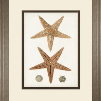 34x40 Coastal Curiosity I By Unknown - Light Brown