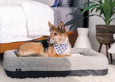 Performance - Cama para perros pequeños - Gris