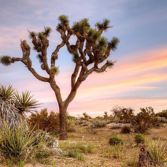 Joshua Tree Sunrise By Danita Delimont (Small) - Blue