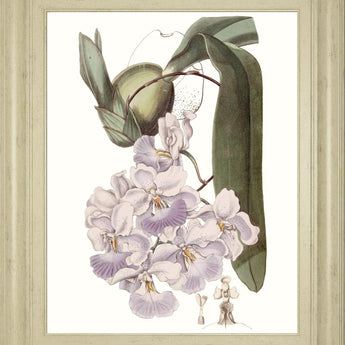 22x26 Lavender Beauties V By Edwards - Pink