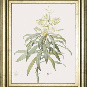 Dracaena Reflexa By Pierre Joseph Redoute - Framed Print Wall Art - Green