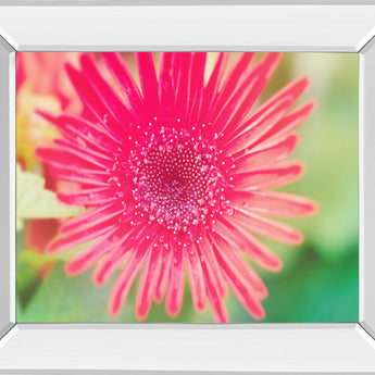 Pink Gerbera By Susan Bryant - Mirror Framed Print Wall Art - Pink