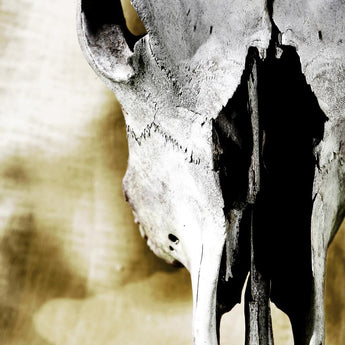 Tempered Glass With Foil - Cattle Skull - Gray