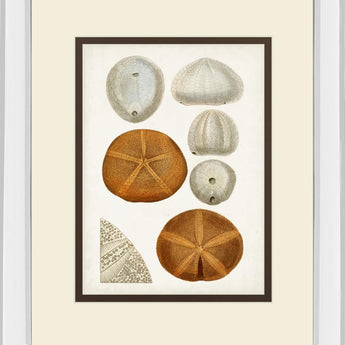 Coastal Curiosity II By Unknown - Beige