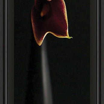 Calla In Ebony By Steven Mitchell - Framed Print Wall Art - Black