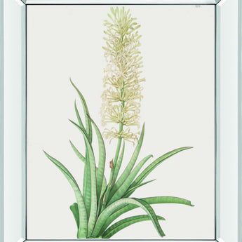 Sansevieria Zeylancia By Pierre Joseph Redoute - Mirror Framed Print Wall Art - White