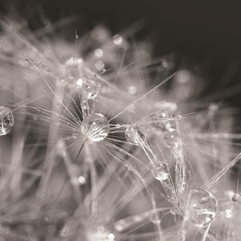 Droplet In Time I By Lori Deiter (Framed) - Dark Gray
