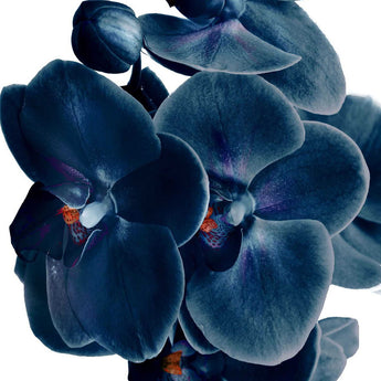Temp Glass With Foil - Blue Orchid - Blue