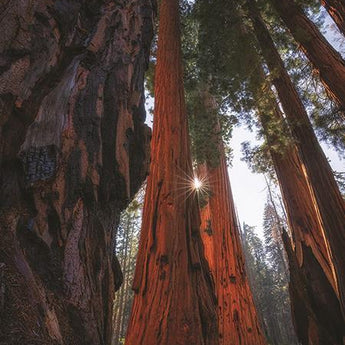 Sunlight Among The Sequoias By Martin Podt Photography (Framed) - Dark Brown