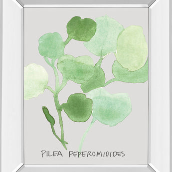 Pilea Peperomioides By Katrien Soeffers - Mirror Framed Print Wall Art - Green