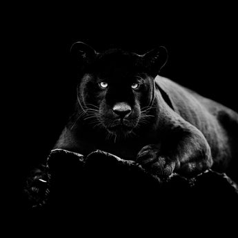 Tempered Glass With Foil - Black Panther - Black