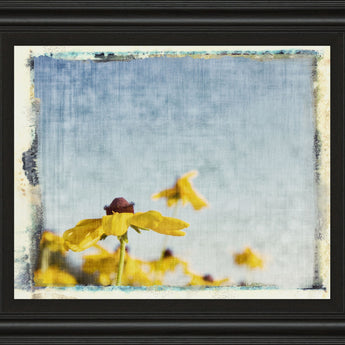 Blackeyed Susan's I By Meghan Mc Sweeney - Framed Print Wall Art - Light Blue