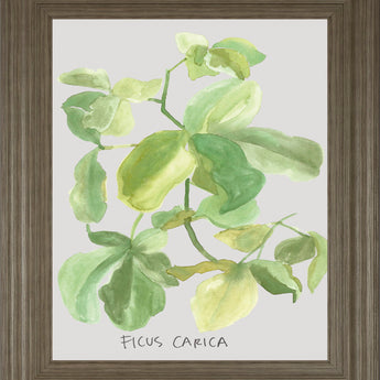 Ficus Carica By Katrien Soeffers - Framed Print Wall Art - Green