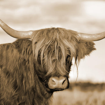 Tempered Glass With Foil - Highland Cow 1 - Light Brown