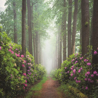 Pop Of Pink By Martin Podt Photography (Framed) - Green