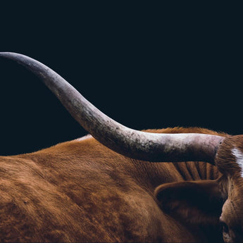 Tempered Glass - Texas Longhorn - Dark Brown