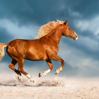 Tempered Glass With Foil - Golden Gallop - Blue