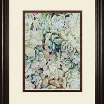 Translucent Succulents By Chelsea Kedron - Green
