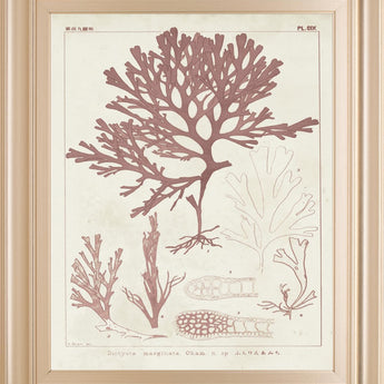 22x26 Antique Coral Seaweed II By Vision Studio - Pink
