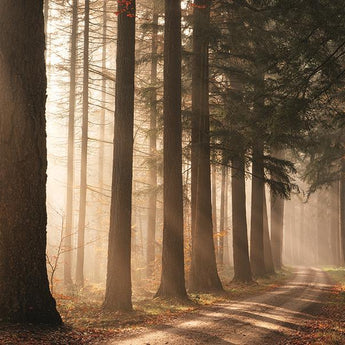Morning Sunbeam By Martin Podt Photography - Light Brown