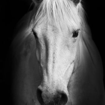 Temp Glass With Foil - White Horse - Black