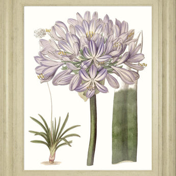 22x26 Lavender Beauties VI By Edwards - Pink