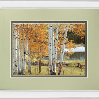 Birch Beauty By Mike Jones - Mirror Framed Print Wall Art - Light Brown