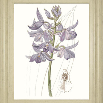 22x26 Lavender Beauties III By Edwards - Purple