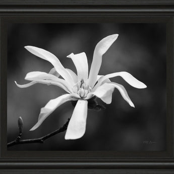 Magnolia Dreams I By Geyman Vitaly - Framed Print Wall Art - Dark Gray