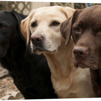 Mixed Media Canvas Dogs - Dark Brown