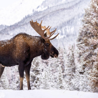 Tempered Glass - Moose In Snow - Gray