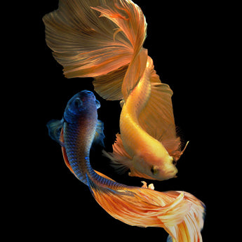 Tempered Glass With Foil - Ying Yang Fish - Black